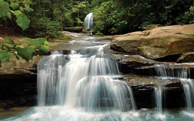 Explore Buderim Forest Park Near Our Motor Lodge Sunshine Coast Motel