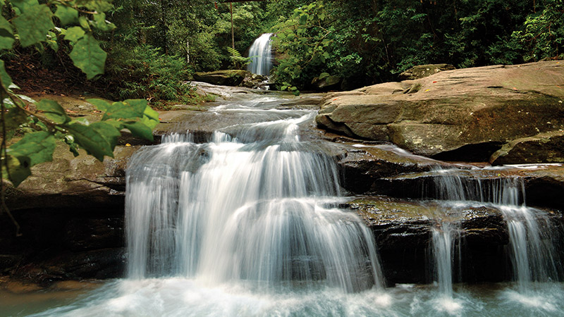 Explore Buderim Forest Park Near Our Motor Lodge Sunshine Coast Motel