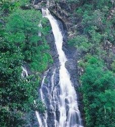 Swim Under the Waterfall at Kondalilla Falls