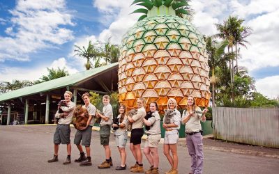 Book Sunshine Coast Woombye Accommodation Near Wildlife HQ Zoo