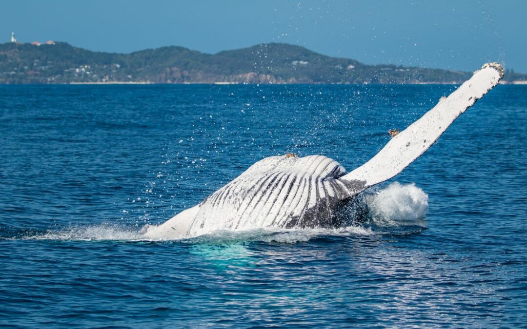 Whale Watching on the Sunshine Coast