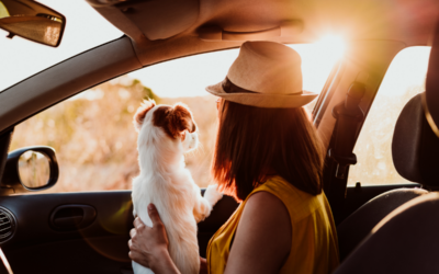 Tips for Travelling on the Sunshine Coast with Your Pet