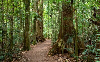 May in the hinterland: the season explained from Woombye